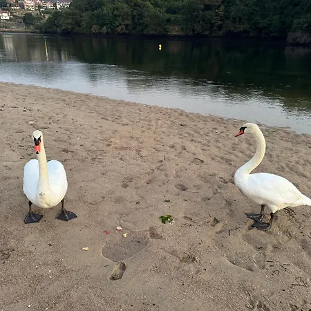 Rincon Talo Rio * Аркаде