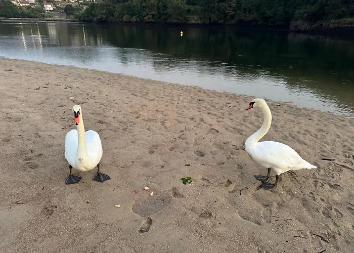 Rincon Talo Rio * 阿卡德